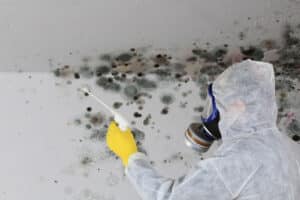 How to Find Mold Spots on Your Property